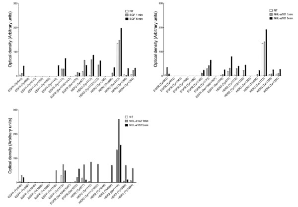 RayBiotech's EGFR Phosphorylation Antibody Array revealed EGFR and ErbB2 activation in B-cell lymphoma cells stimulated with HIV-1 p17 variants. Figure adapted from Giagulli et al., Cancer Gene Therapy, 2021.