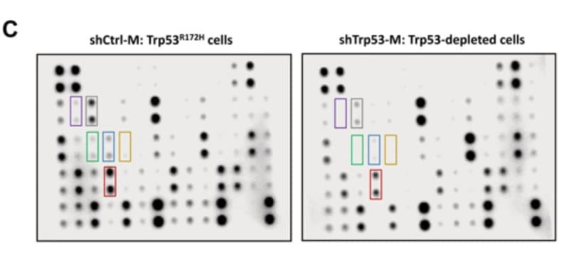 Figure adapted from Efe et al., Cancer Discovery, 2023.