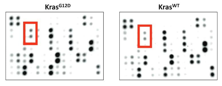 Figure adapted from Li et al., Developmental Cell, 2024.