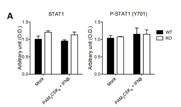 RayBio® Phospho-STAT1 (Y701) and Total STAT1 ELISA Kits assessed STAT1 phosphorylation and total levels in dendritic cells. Figure adapted from Troegeler et al., PNAS, 2017.