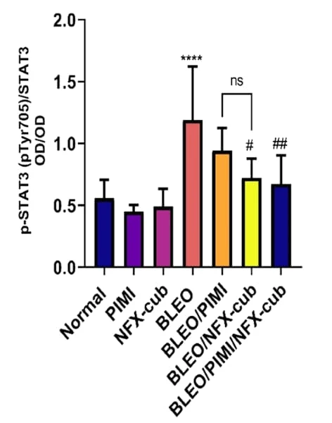 RayBiotech's PEL-STAT3-Y705 ELISA kit was used to assess STAT3 phosphorylation in a study on nifuroxazide and pimitespib treatment for bleomycin-induced pulmonary fibrosis. Figure adapted from El-Kashef et al., Biomedicine & Pharmacotherapy, 2022.