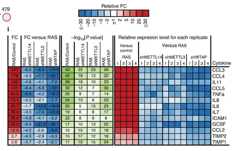 QAH-INF-3 was used to profile secreted inflammatory cytokines in conditioned media from senescent cells, revealing reduced SASP factor expression following METTL3 or METTL14 knockdown. Figure adapted from Liu et al., Nature Cell Biology, 2021.