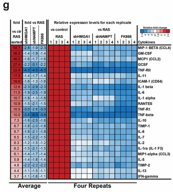 Figure adapted from Nacarelli et al., Nature Cell Biology, 2019.