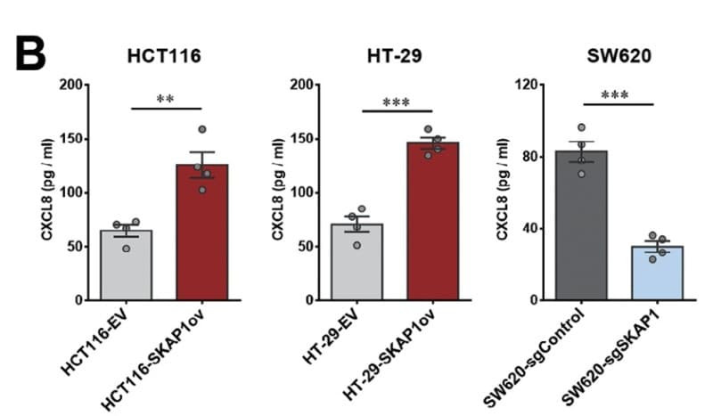 ELH-IL8 was used to measure CXCL8 in colon cancer cell culture supernatants under SKAP1 overexpression or knockdown conditions. Figure adapted from Gao et al., Adv Sci (Weinh)., 2024.