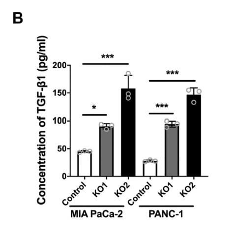 ELH-TGFb1 was used to measure TGF-β1 in culture media from RalGAPβ-deficient and control pancreatic ductal adenocarcinoma cell lines. Figure adapted from Cao et al., Journal of Biological Chemistry, 2023.