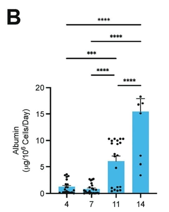 The Human Albumin ELISA Kit (ELH-Albumin) was used to quantify albumin secretion from hepatocytes cultured in a thermoplastic liver-on-chip device over time. Figure adapted from Bai et al., Advanced Science, 2024.