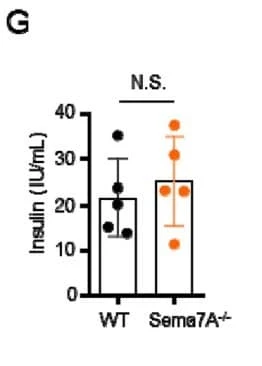 ELM-Insulin was used to measure fasting serum insulin in high-fat diet–fed Sema7A knockout mice. Figure adapted from Lu et al., Molecular Metabolism, 2023.