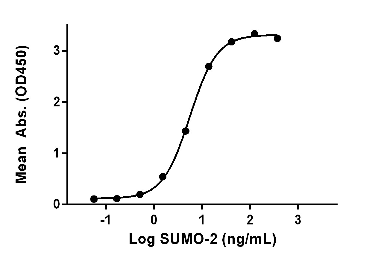 Measured by its binding ability in a functional ELISA. Immobilized recombinant SUMO-2 can bind rabbit anti-SUMO-2 antibody with EC50 at 5.5 ng/mL.