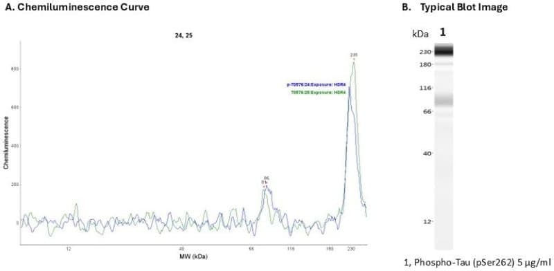 Recombinant protein: Phospho-Tau (pSer262) | Secondary Ab: Mouse | Exposure: HDR | Expected MW (kDa): 46