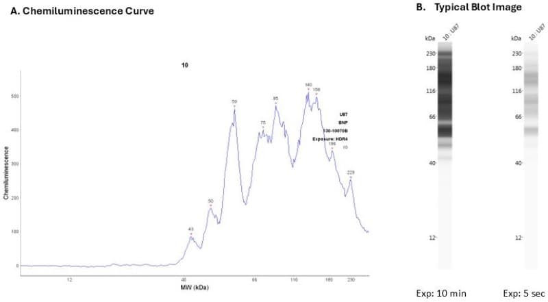 Cell lysate: U87 | Secondary Ab: HRP40 (Mouse) | Exposure: HDR | Expected MW (kDa): 15