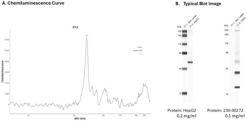 Cell Lysate: HepG2 0.2 mg/ml | Secondary Ab: Rabbit | Exposure: 5 sec | Expected MW (kDa): 25