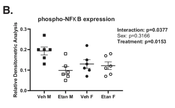 RayBio® Phospho-NFκB p65 (S536) ELISA measured renal NFκB phosphorylation in spontaneously hypertensive rats treated with etanercept. Figure adapted from Snyder et al., Biology of Sex Differences, 2022.