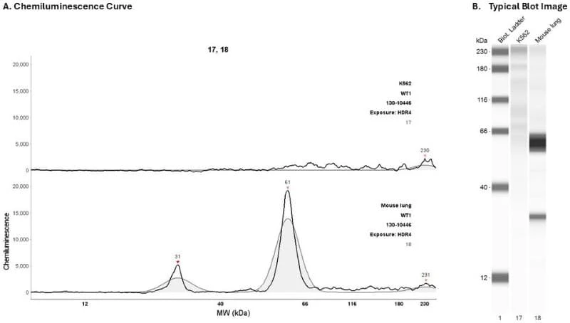 Cell Lysate: K562; mouse lung | Secondary Ab: Mouse | Exposure: HDR4 | Expected MW (kDa): 49