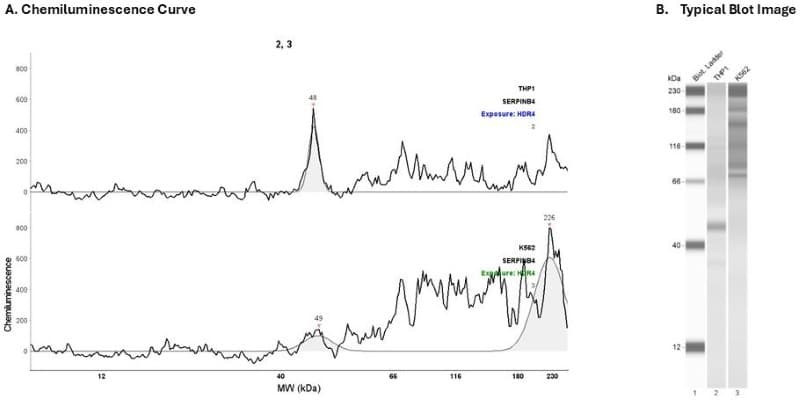 Cell Lysate: THP1, K562 | Secondary Ab: Mouse | Exposure: HDR4 | Expected MW (kDa): 45