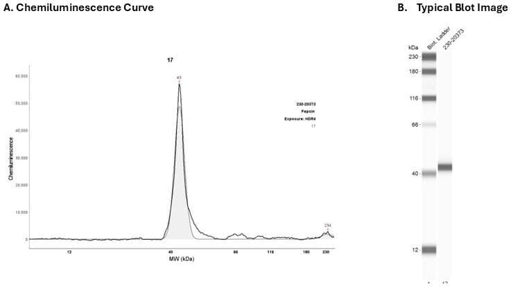 Recombinant protein: Cat. #230-20373 | Secondary Ab: Mouse | Exposure: HDR4 | Expected MW (kDa): 40