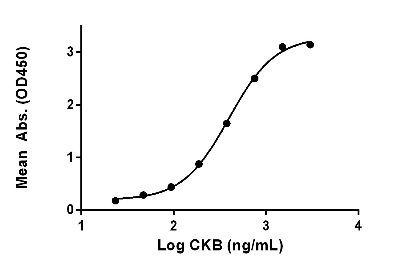 Measured by its binding ability in a functional ELISA. Immobilized recombinant CKB (Code: 230-30122) can bind mouse anti-CKB antibody with EC50 at 0.37 µg/mL.