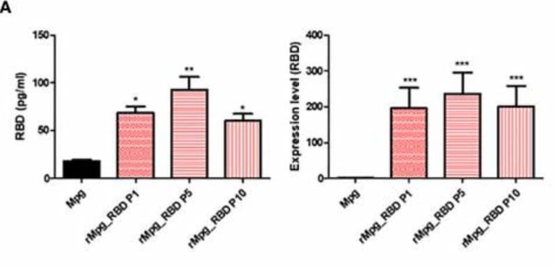 The COVID-19 S-Protein (S1 RBD) ELISA Kit was used to quantify stable expression of SARS-CoV-2 RBD protein in recombinant Mycobacterium paragordonae strains across serial passages. Figure adapted from Kim et al., Frontiers in Immunology, 2021.