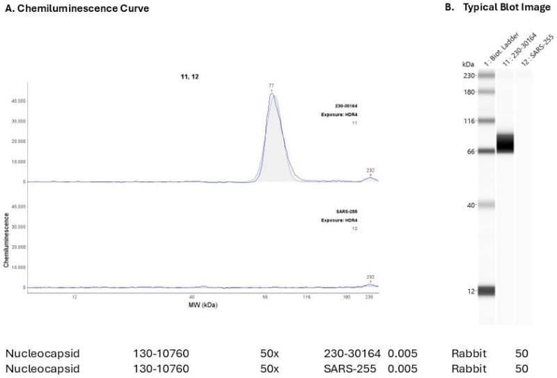 Recombinant protein: Cat. #230-30164 | Secondary Ab: Rabbit | Exposure: HDR | Expected MW (kDa): 46