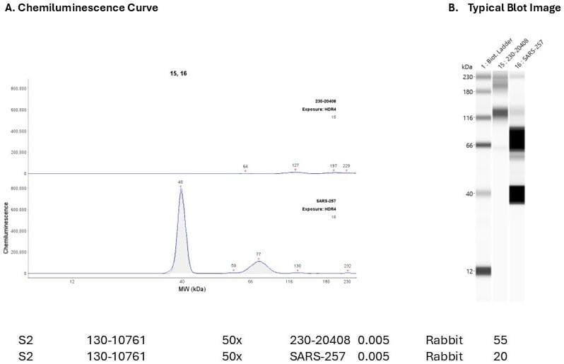 Recombinant protein: Cat. #230-20408 | Secondary Ab: Rabbit | Exposure: HDR | Expected MW (kDa): 56.8