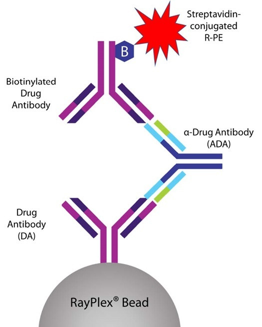 A schematic showing how RayPlex® platform detects Anti-drug Antibody with flow cytometry.