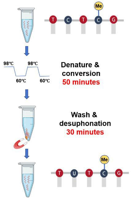 The schematic procedure of DNA Bisulfite Conversion Kit