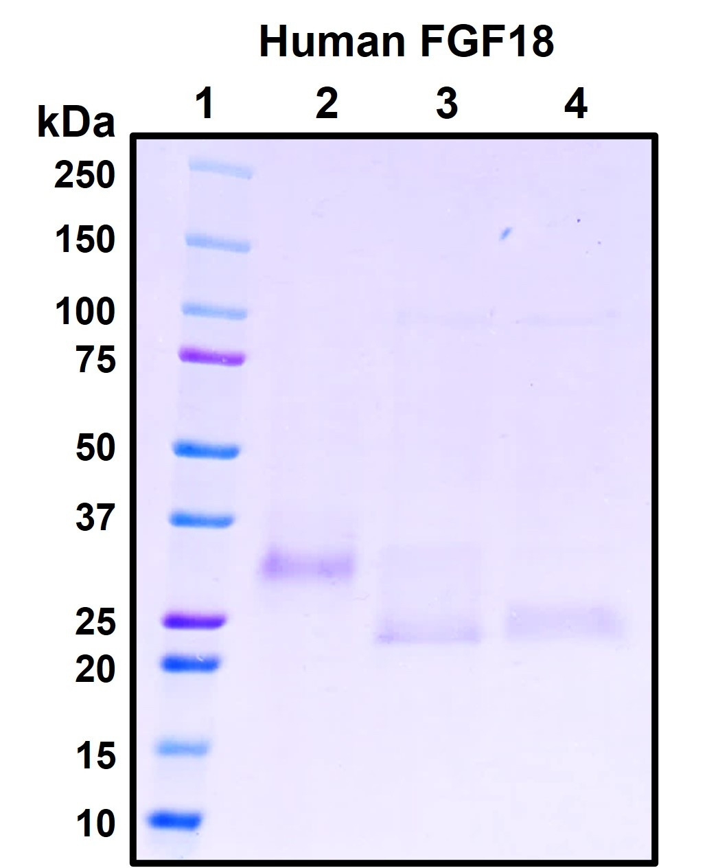 Figure 1. Deglycosylation analysis of purified recombinant proteins. Lane 1, protein ladder (kDa). Lane 2, glycosylated protein (delivered to customers). Lanes 3 and 4, deglycosylated proteins under native and denature conditions respectively.