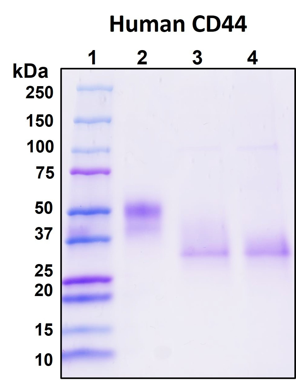 Figure 1. Deglycosylation analysis of purified recombinant proteins. Lane 1, protein ladder (kDa). Lane 2, glycosylated protein (delivered to customers). Lanes 3 and 4, deglycosylated proteins under native and denature conditions respectively.