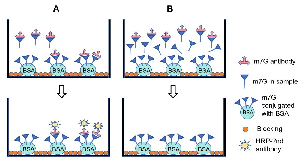 A. Low to moderate level of endogenous m7G in sample. B. High level of
endogenous m7G in sample.