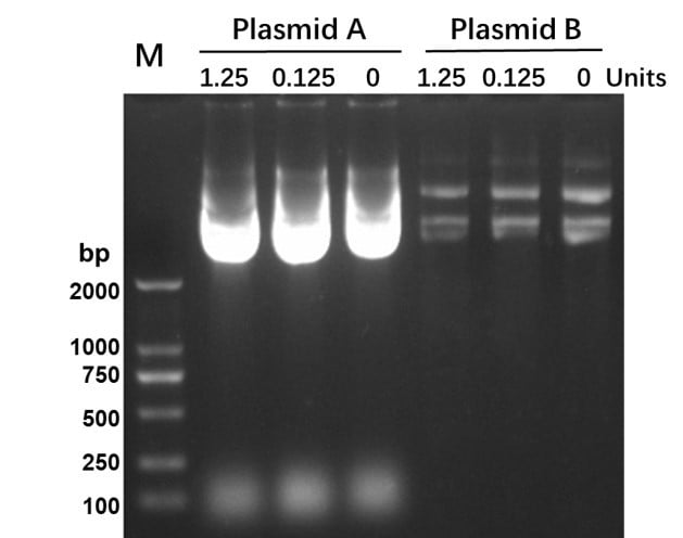 Figure 3.  Supercoiled high copy plasmid  (A) and low copy plasmid (B) DNA cleavage