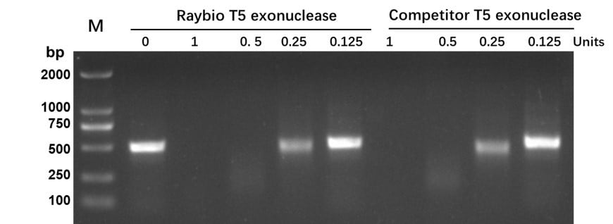 Figure 2. PCR product dsDNA cleavage. M, DNA ladder (bp).