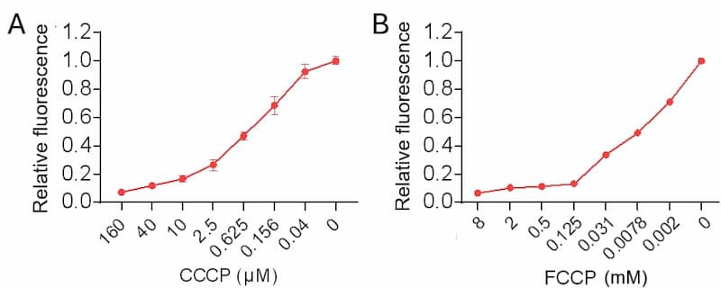 The relative fluorescent intensities of TMRE in HeLa cells cultured in a 96-well plate.