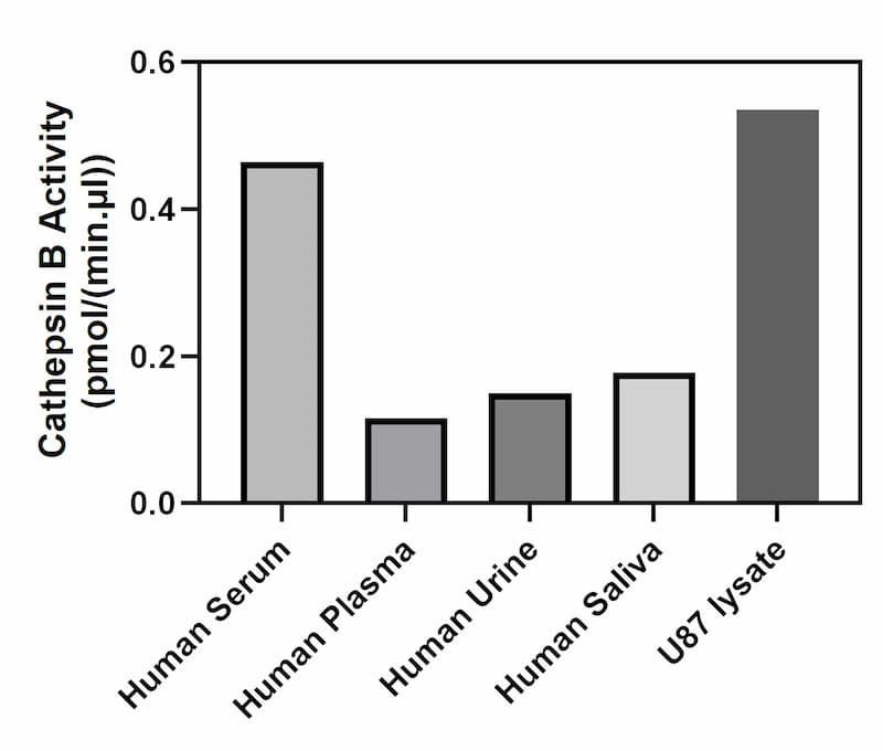Cathepsin B activity of human serum, human plasma, human urine, human saliva, and U87 lysate.