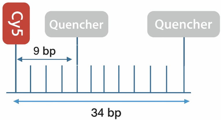 Single stranded RNA hydrolysis probe.