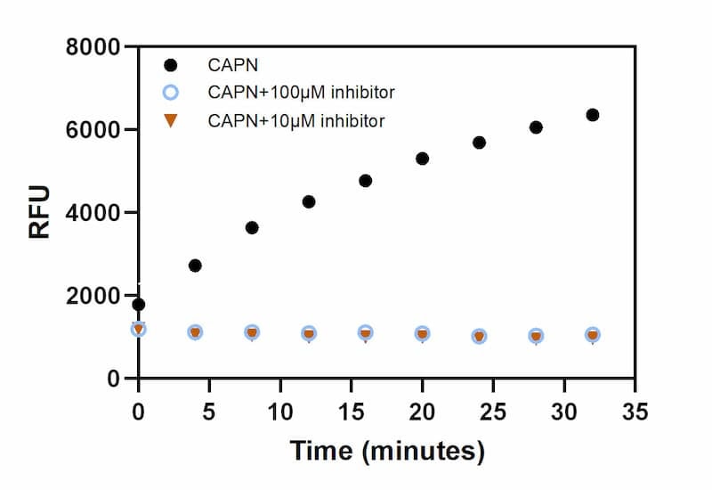Cleavage signal of Calpain (200ng) with different concentrations of inhibitor (Z-LLY-FMK).