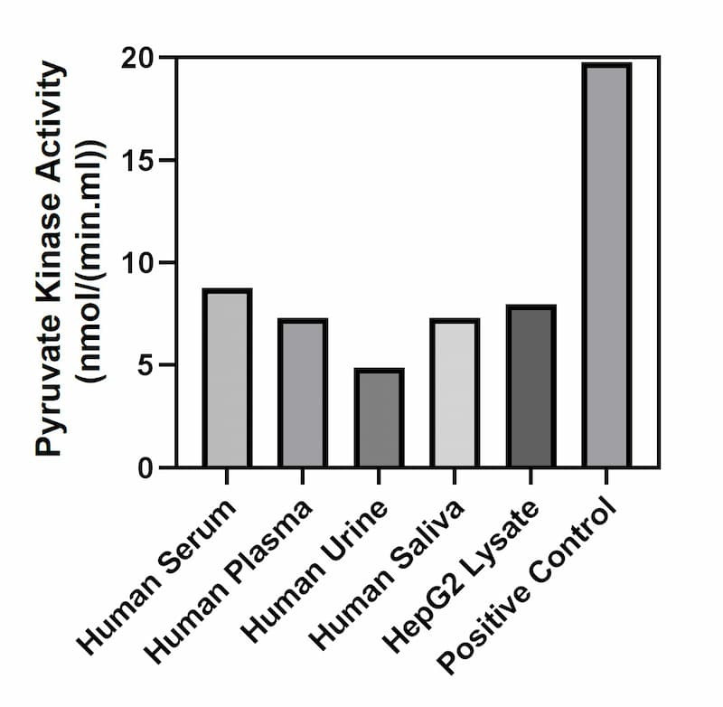 Pyruvate Kinase activity of human serum, human plasma, human urine, human saliva, HepG2 lysate, and positive control.