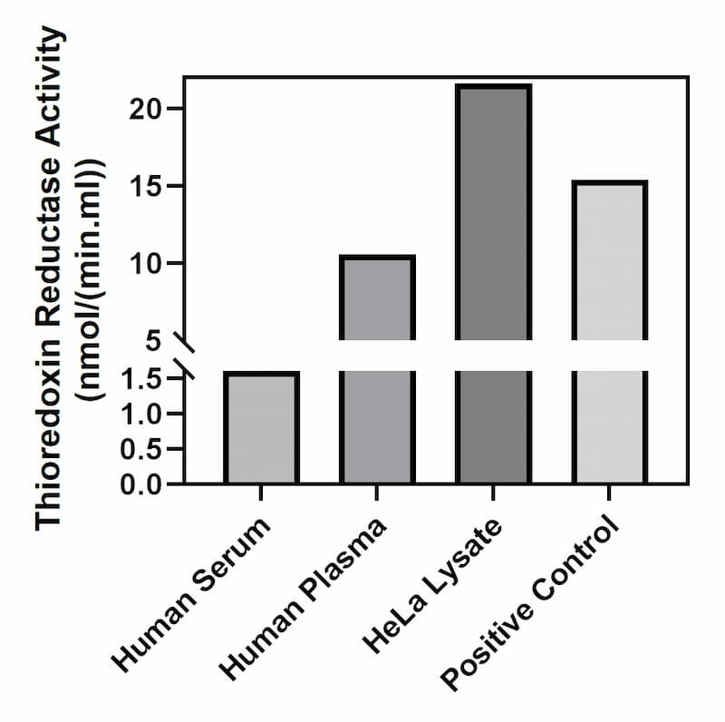 Thioredoxin Reductase activity of human serum, human plasma, HeLa lysate, and positive control.