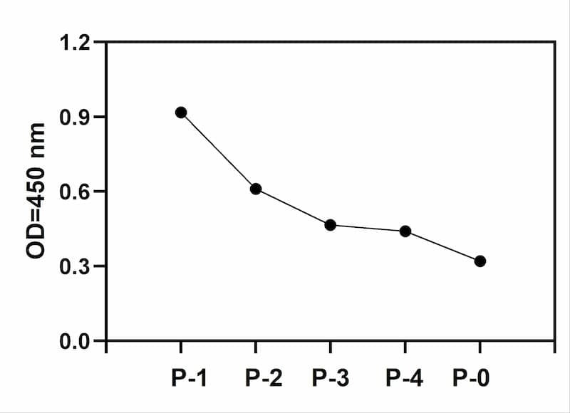 Hela cells were treated with PV for 10 min. Cells were solubilized at 4 x 10<sup>7</sup> cells/mL in Cell Lysate Buffer.