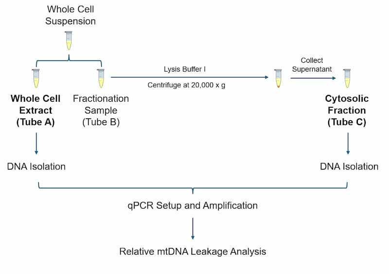 Human Mitochondrial DNA Leakage Relative Quantification Kit Workflow