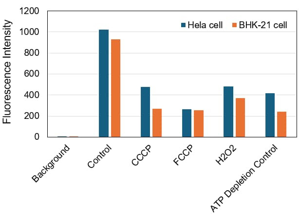 Detection of intracellular ATP levels in live HeLa and BHK-21 cells.
