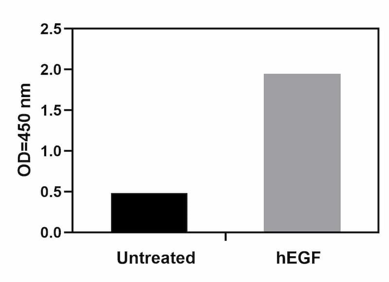 Recombinant Human EGF Stimulation of A431 Cell Lines
