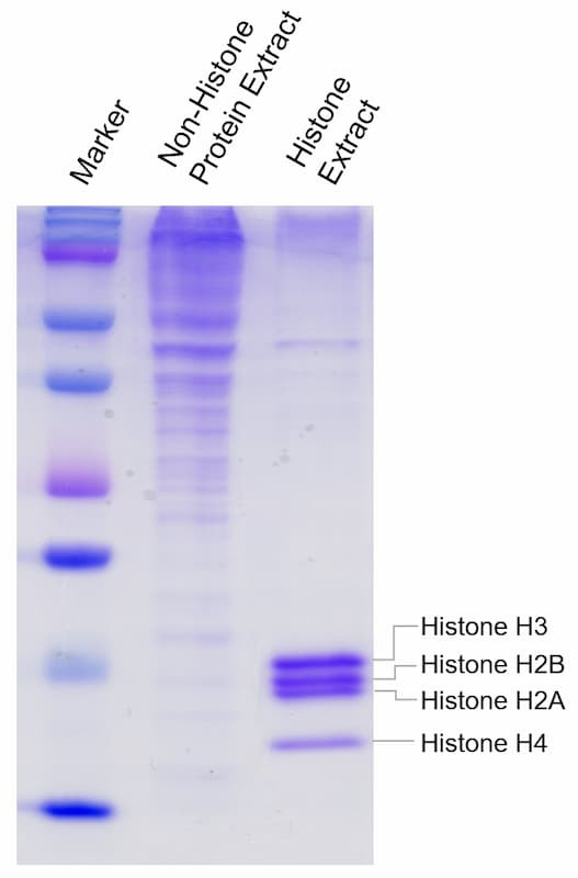 Efficient enrichment of core histone proteins from cultured HeLa cells.
