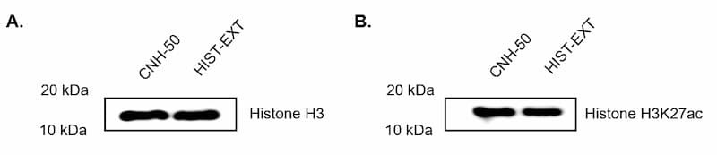 Comparison of core histone extraction and post-translational modification preservation between the CNH-50 and HIST-EXT.