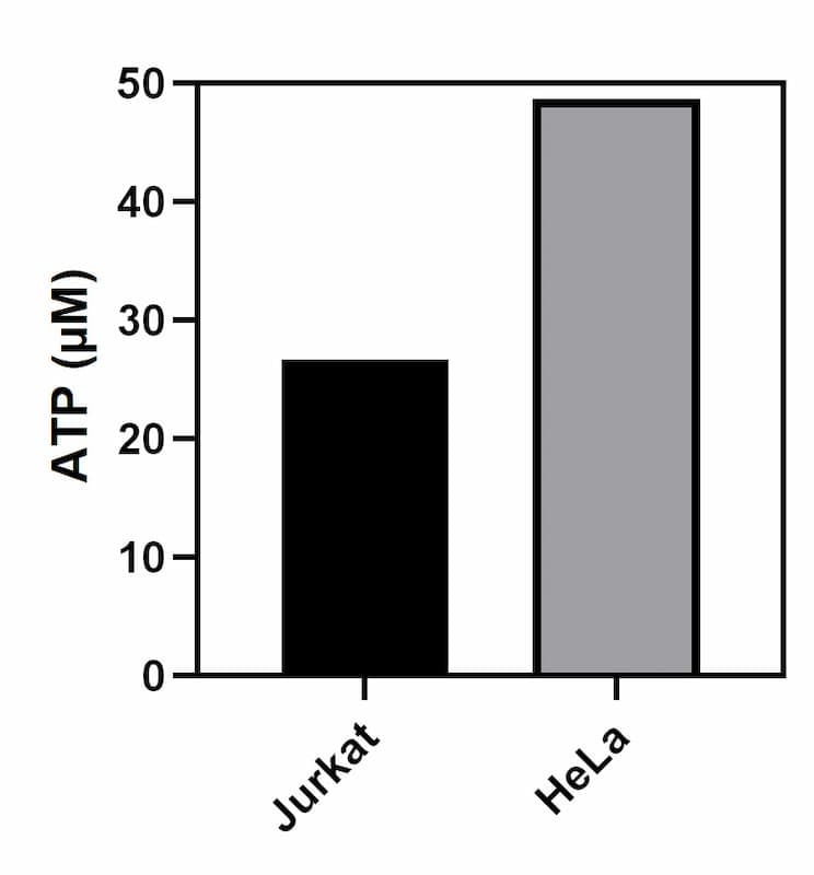 ATP level in Jurkat and HeLa lysates.