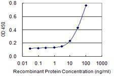 Anti-MUC5AC Antibody