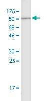 Anti-MYBPH Antibody