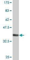 Anti-MYH3 Antibody