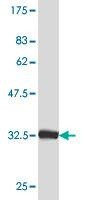 Anti-MYL1 Antibody