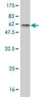 Anti-MYOG Antibody
