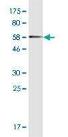 Anti-MYOZ2 Antibody