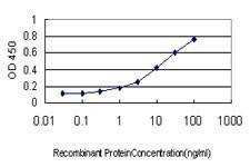 Anti-NAAA Antibody